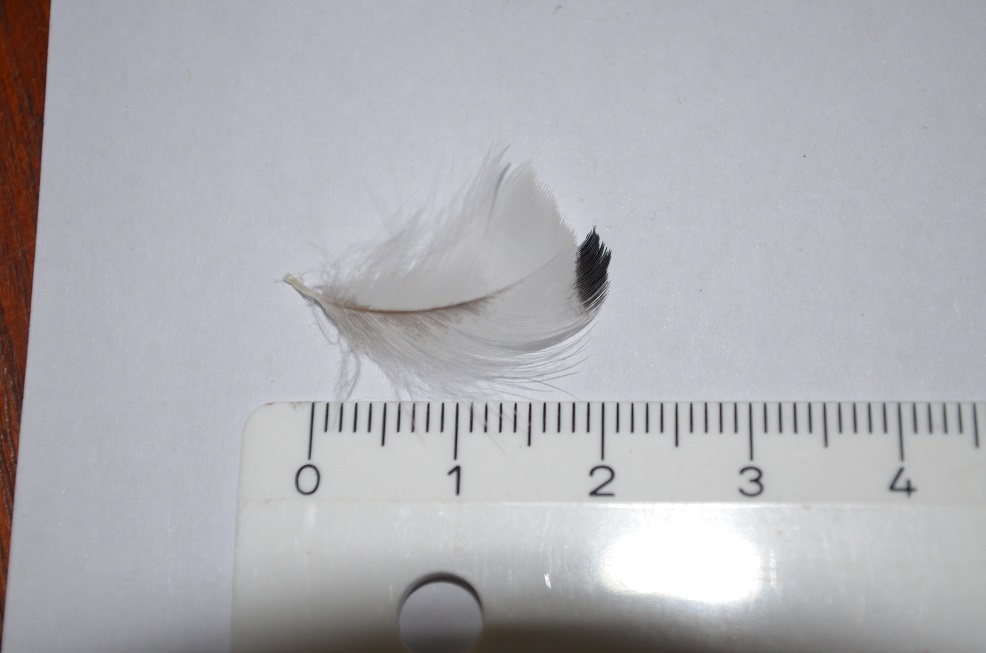 Piume anatide da identificare